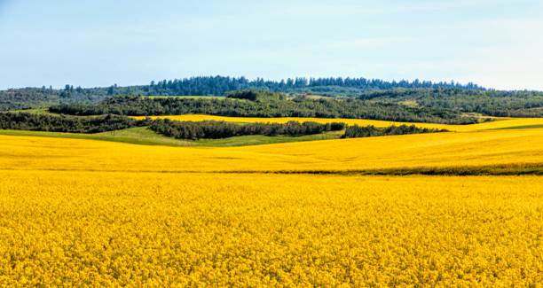 mustard fields southern idaho 2 - mustard field stock pictures, royalty-free photos & images